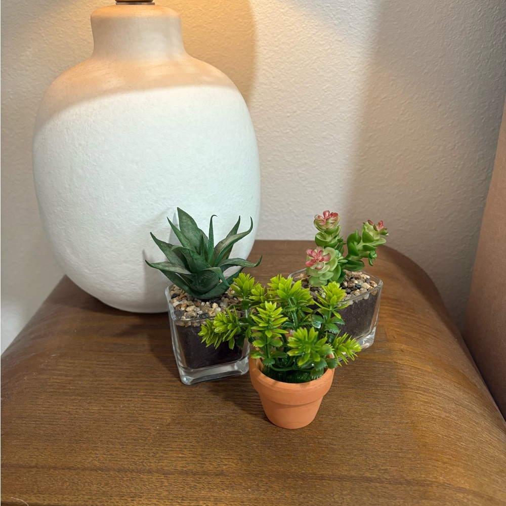 Succulent Trio